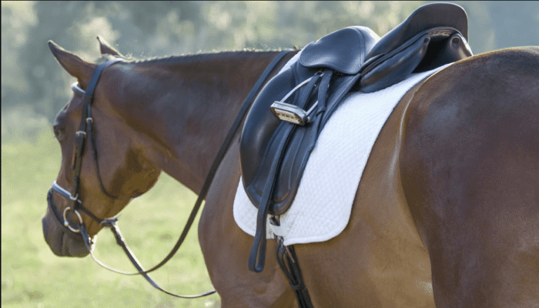 The Evolution of Horse Racing Equipment